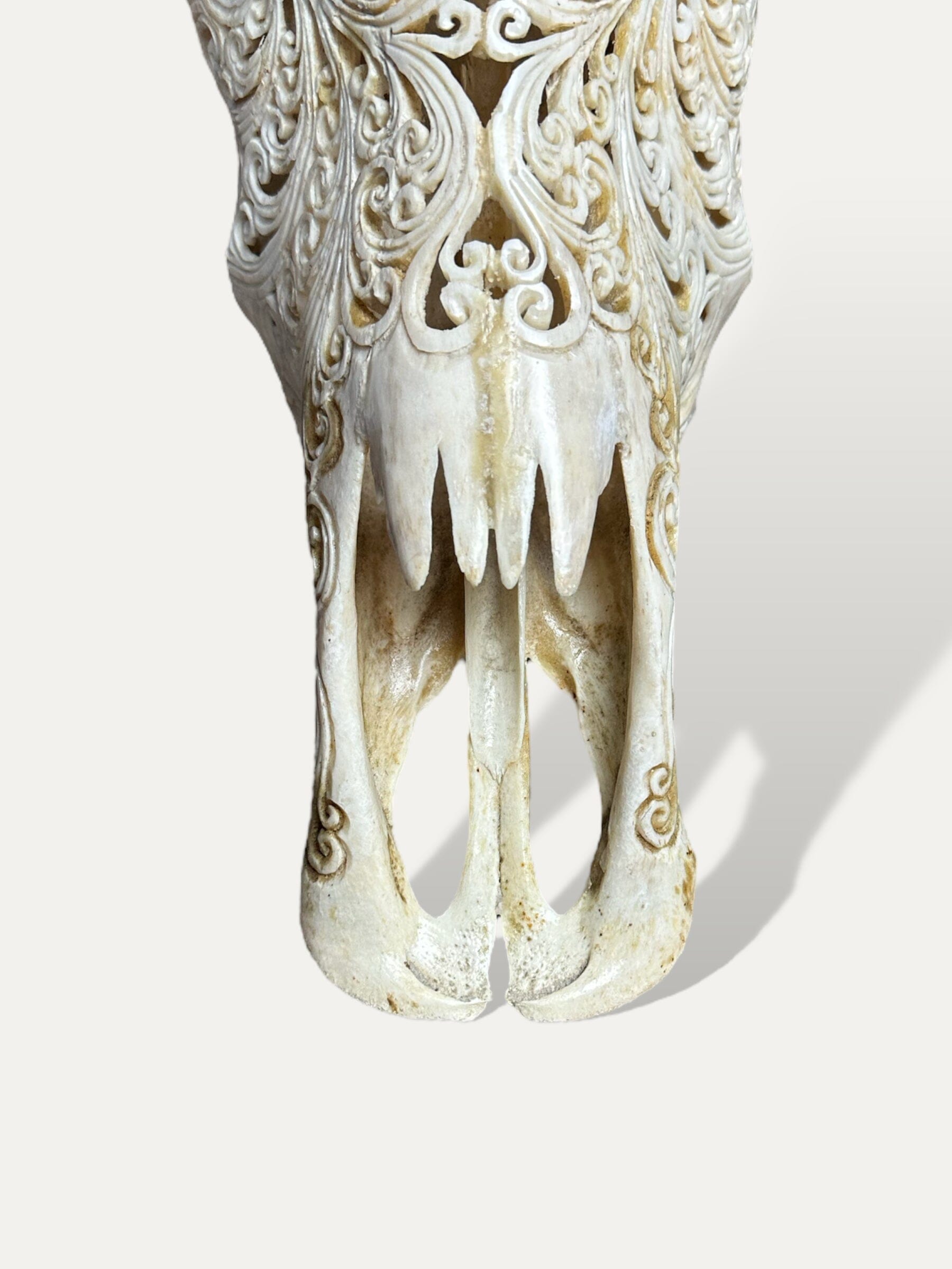 Crâne de buffle sculpté - Padma Cokoha