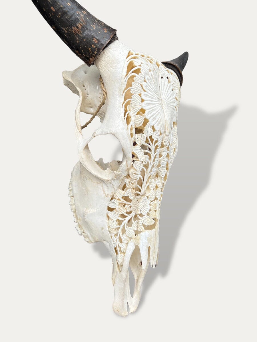 Crâne de vache sculpté - Sapi Cokoha