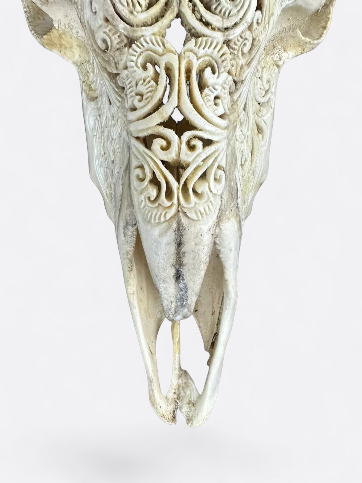 Crâne de bouc Lotus Serenity accroché au mur