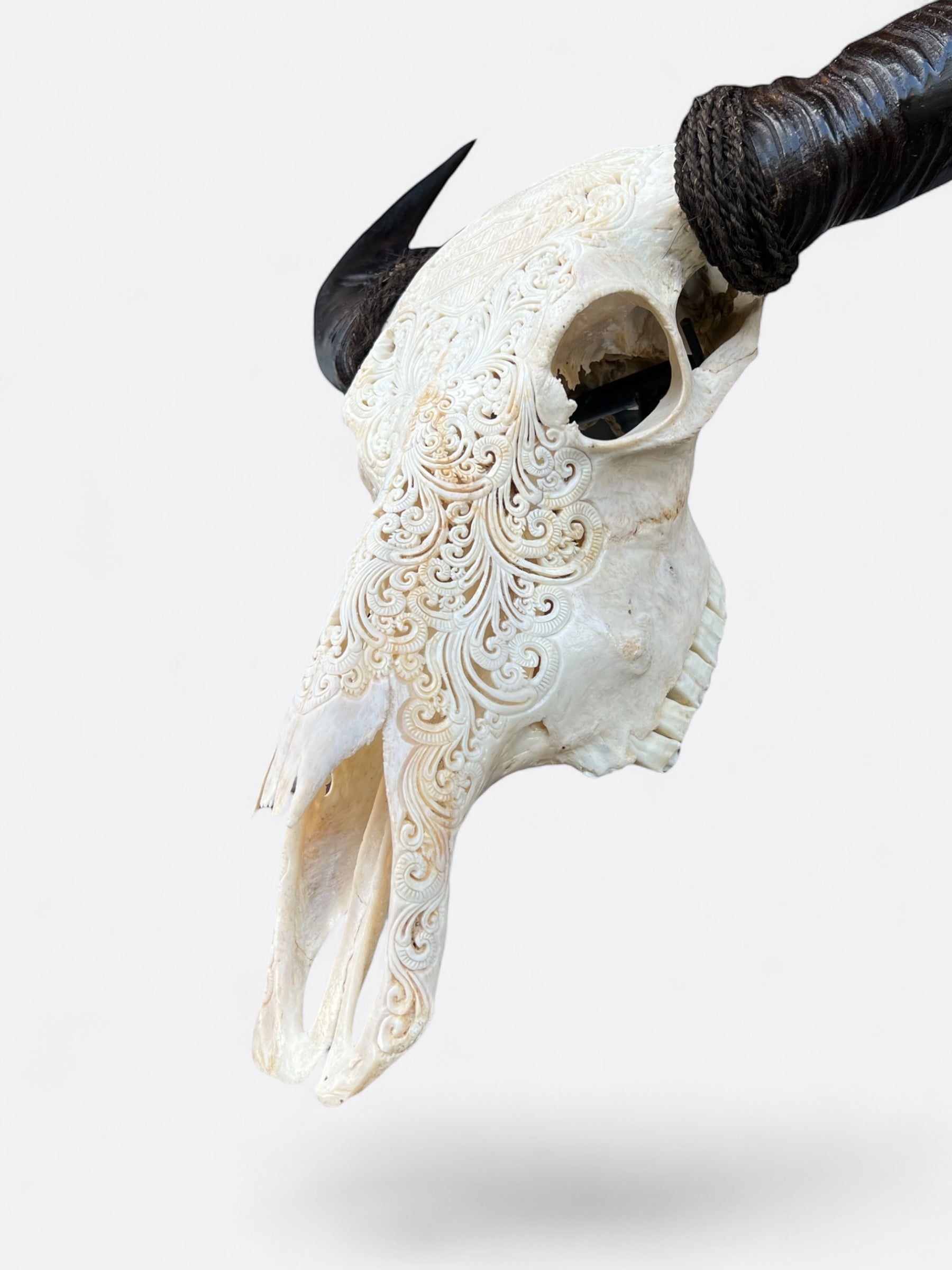 Crâne de buffle blanc sculpté à la main Harley-Davidson – Thunder