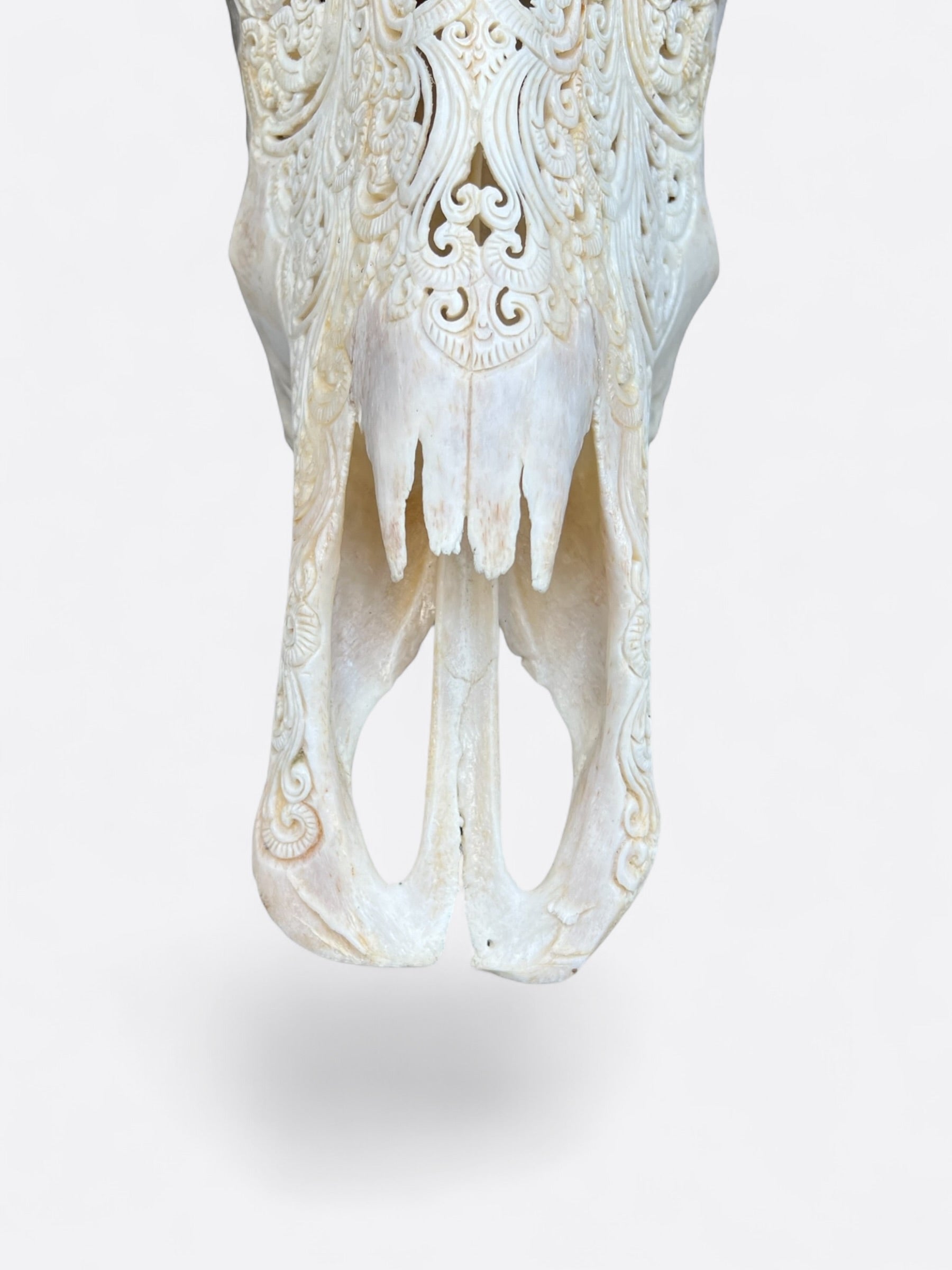 Crâne de buffle blanc sculpté à la main Harley-Davidson – Thunder