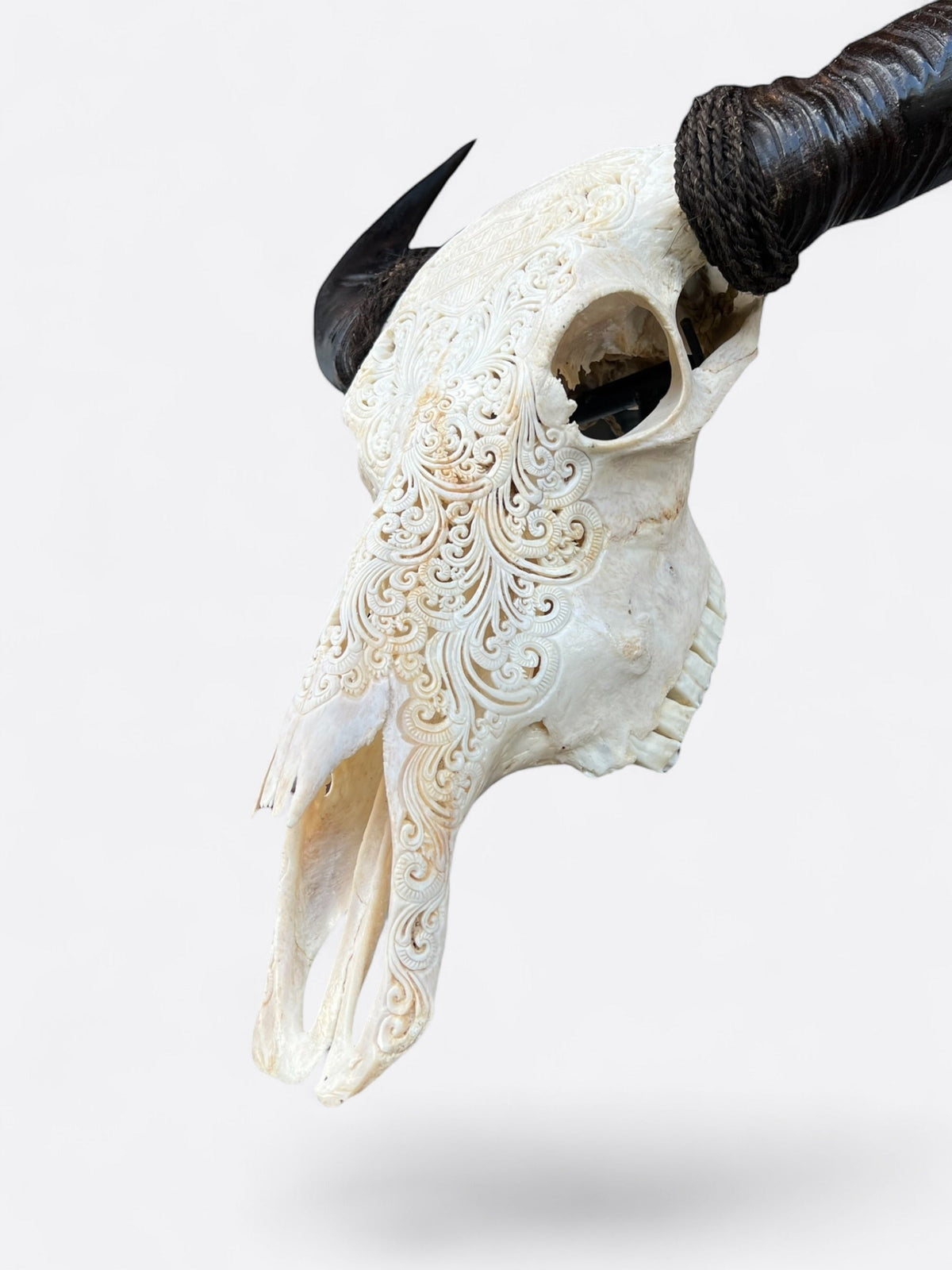 Crâne de buffle Thunder vu de profil