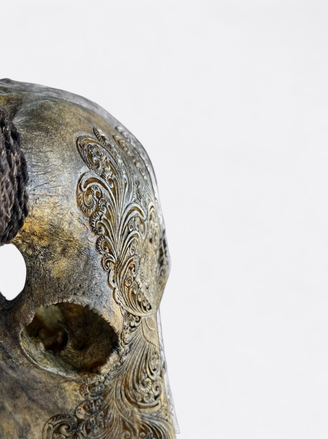 Crâne de buffle marron sculpté à la main – Hazel