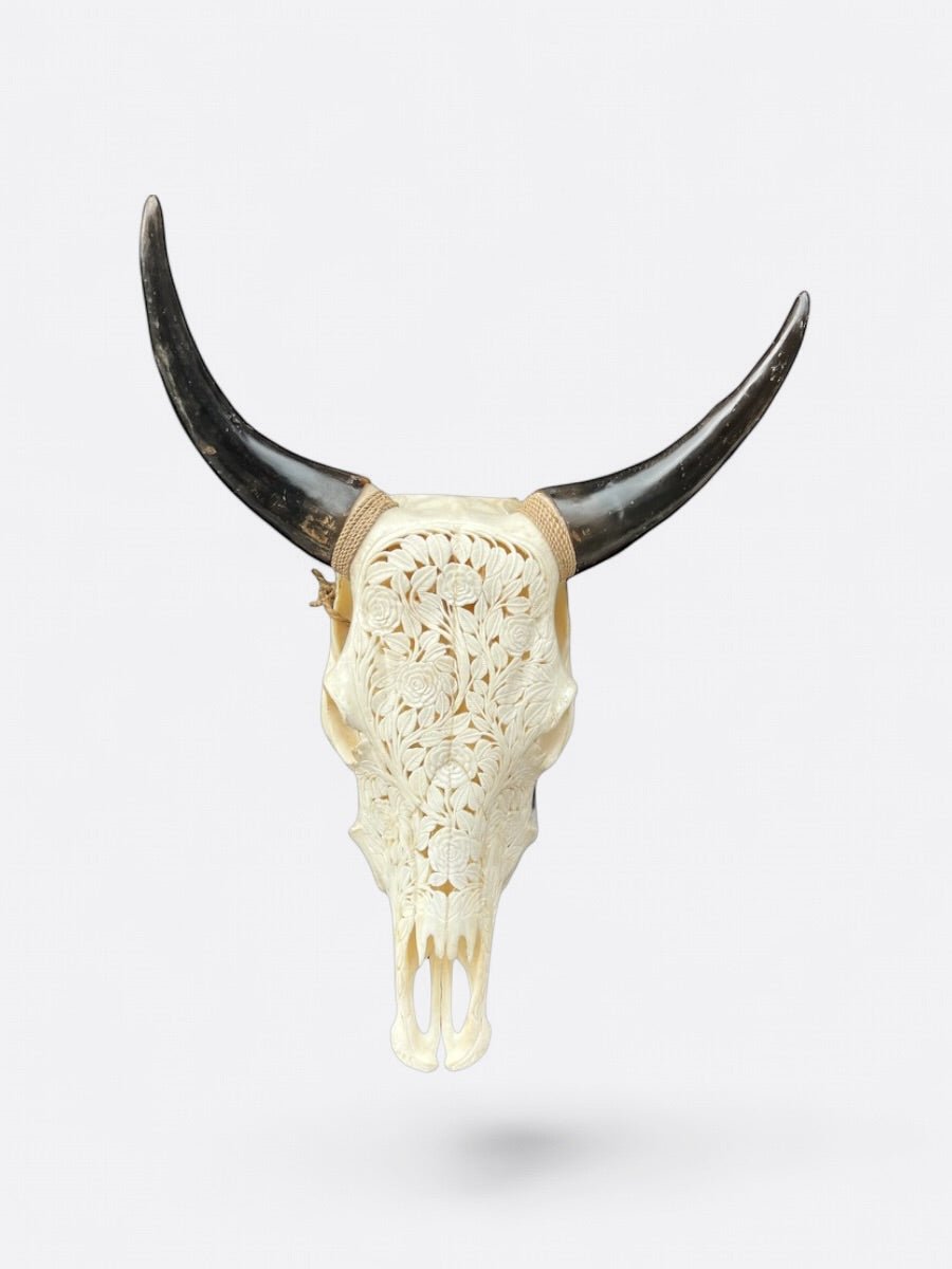 Crâne de vache Sapi, vue de face