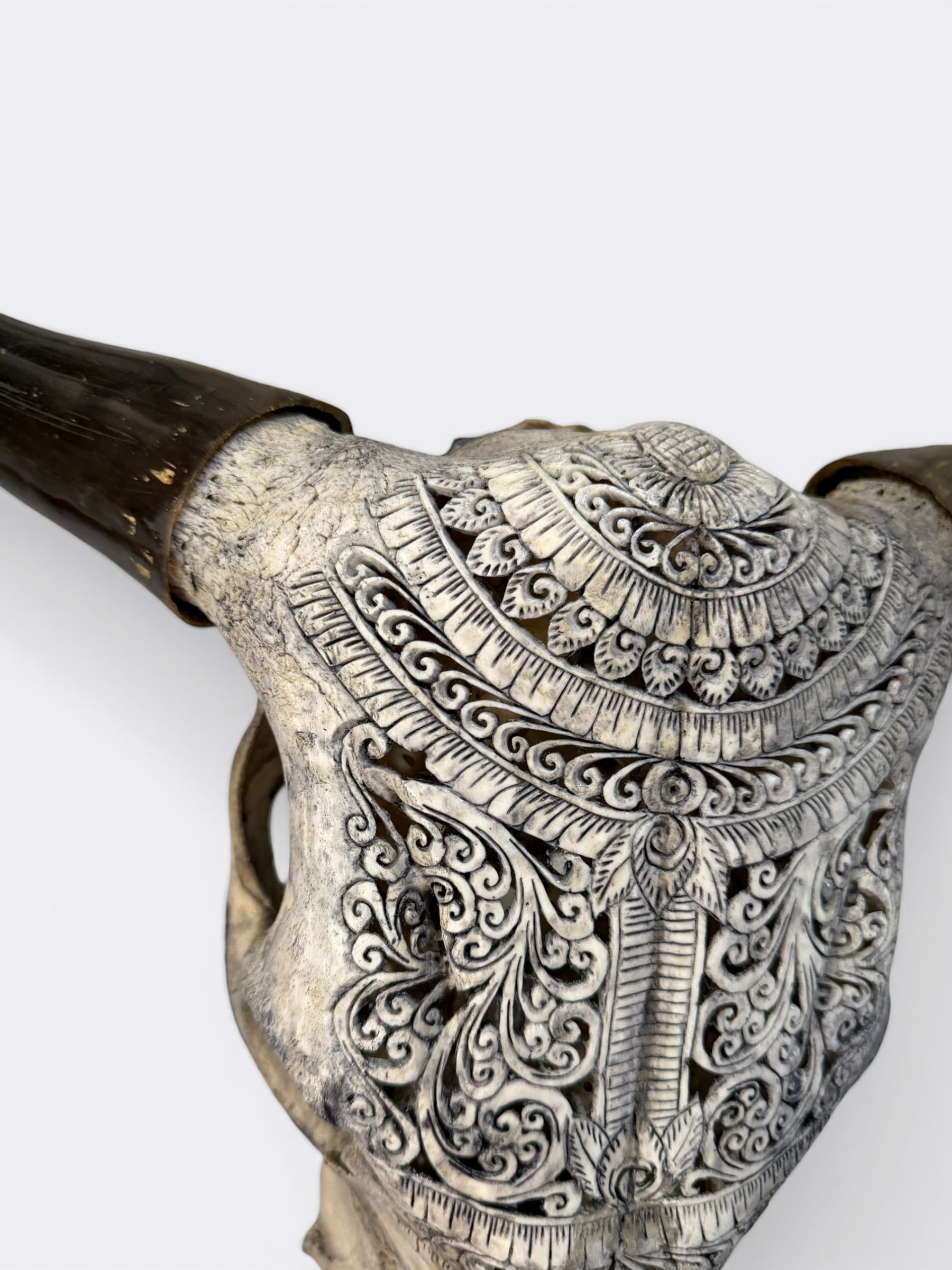 Crâne de vache Grey Shaman vu de profil