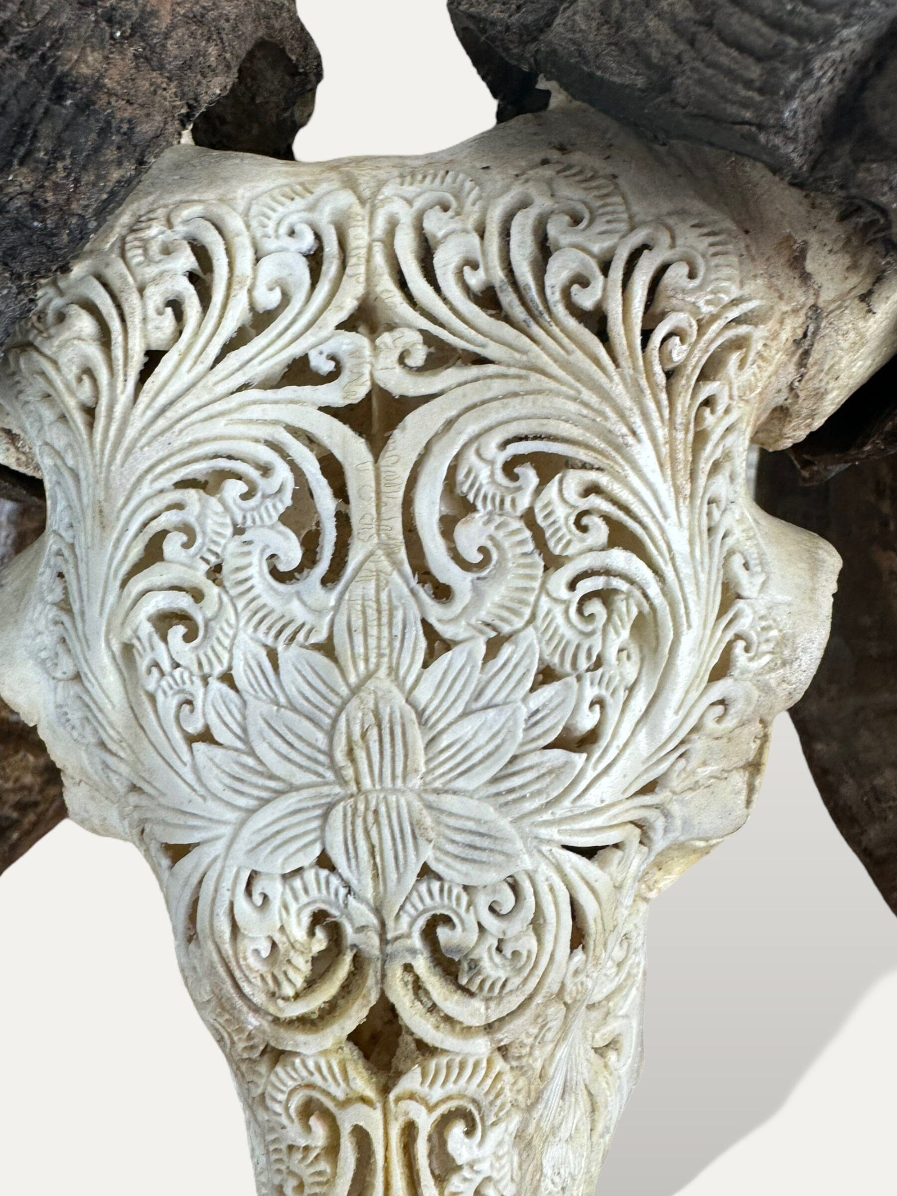 Crâne de bouc sculpté - Lotus serenity Cokoha