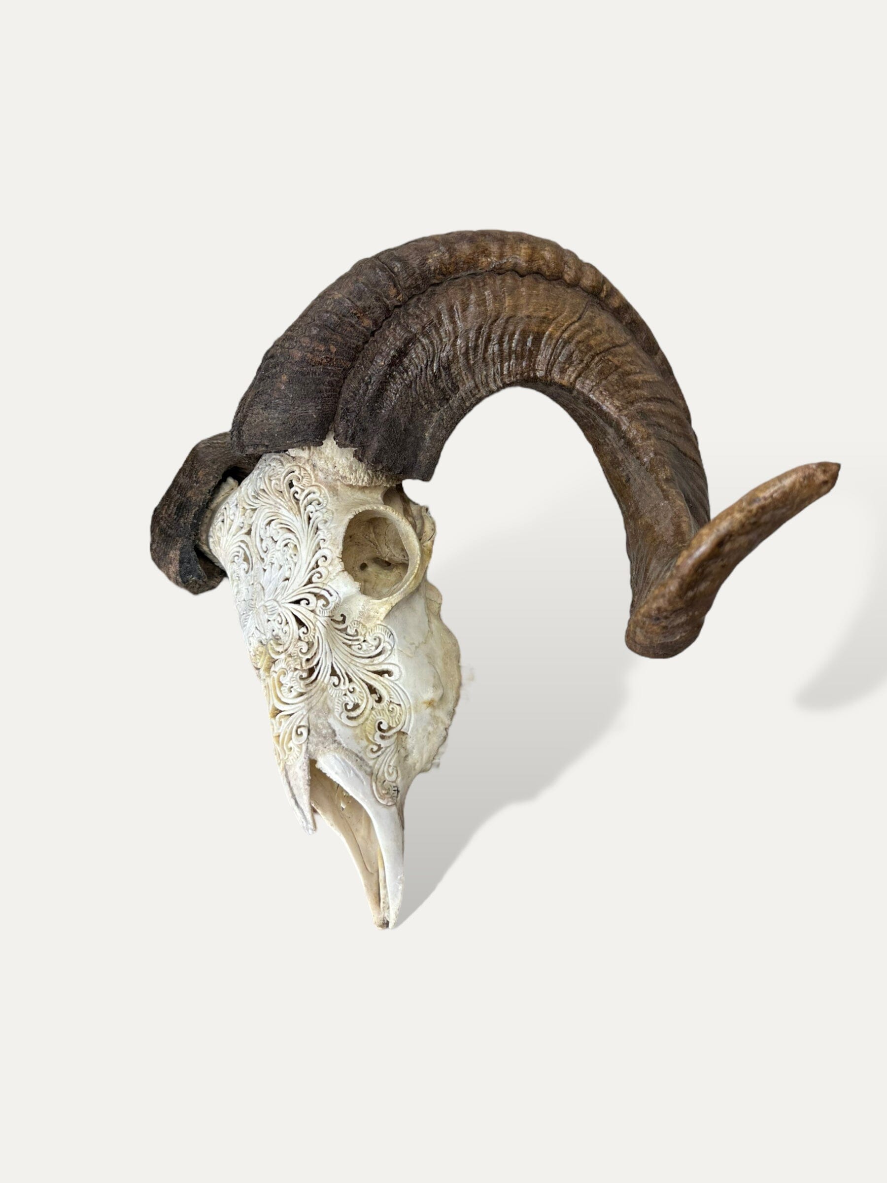 Crâne de bouc sculpté - Lotus serenity Cokoha