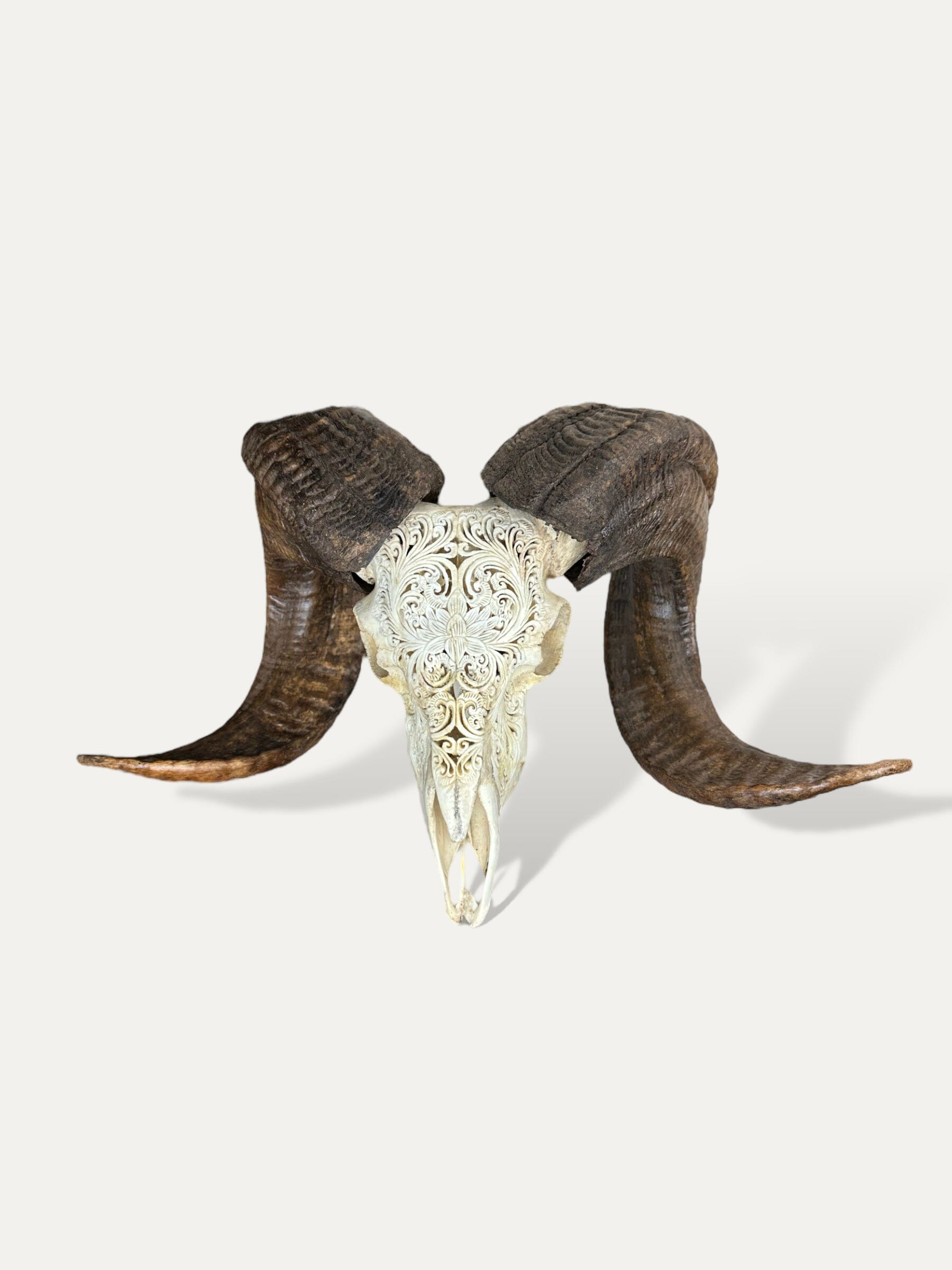 Crâne de bouc sculpté - Lotus serenity Cokoha