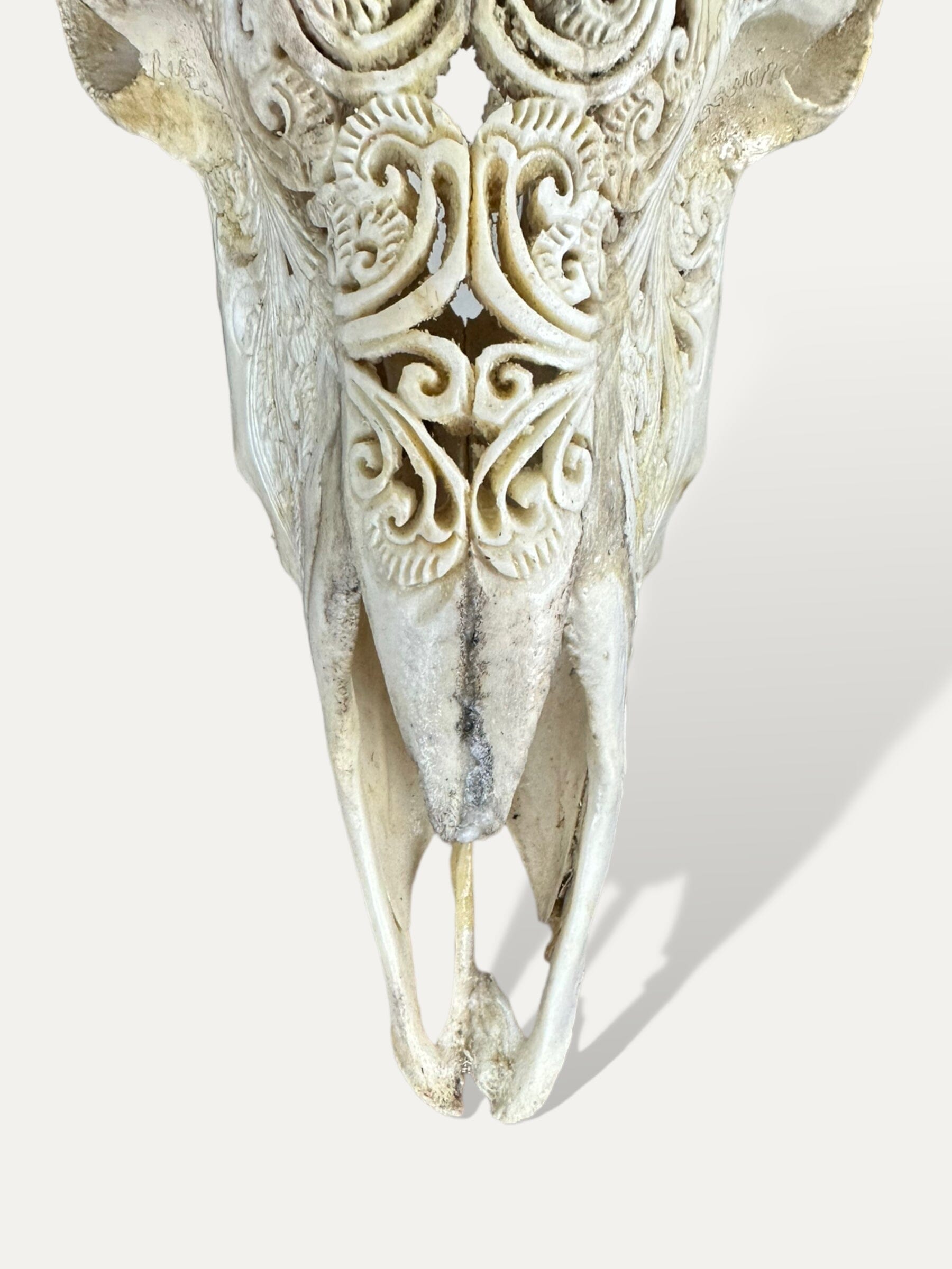 Crâne de bouc sculpté - Lotus serenity Cokoha