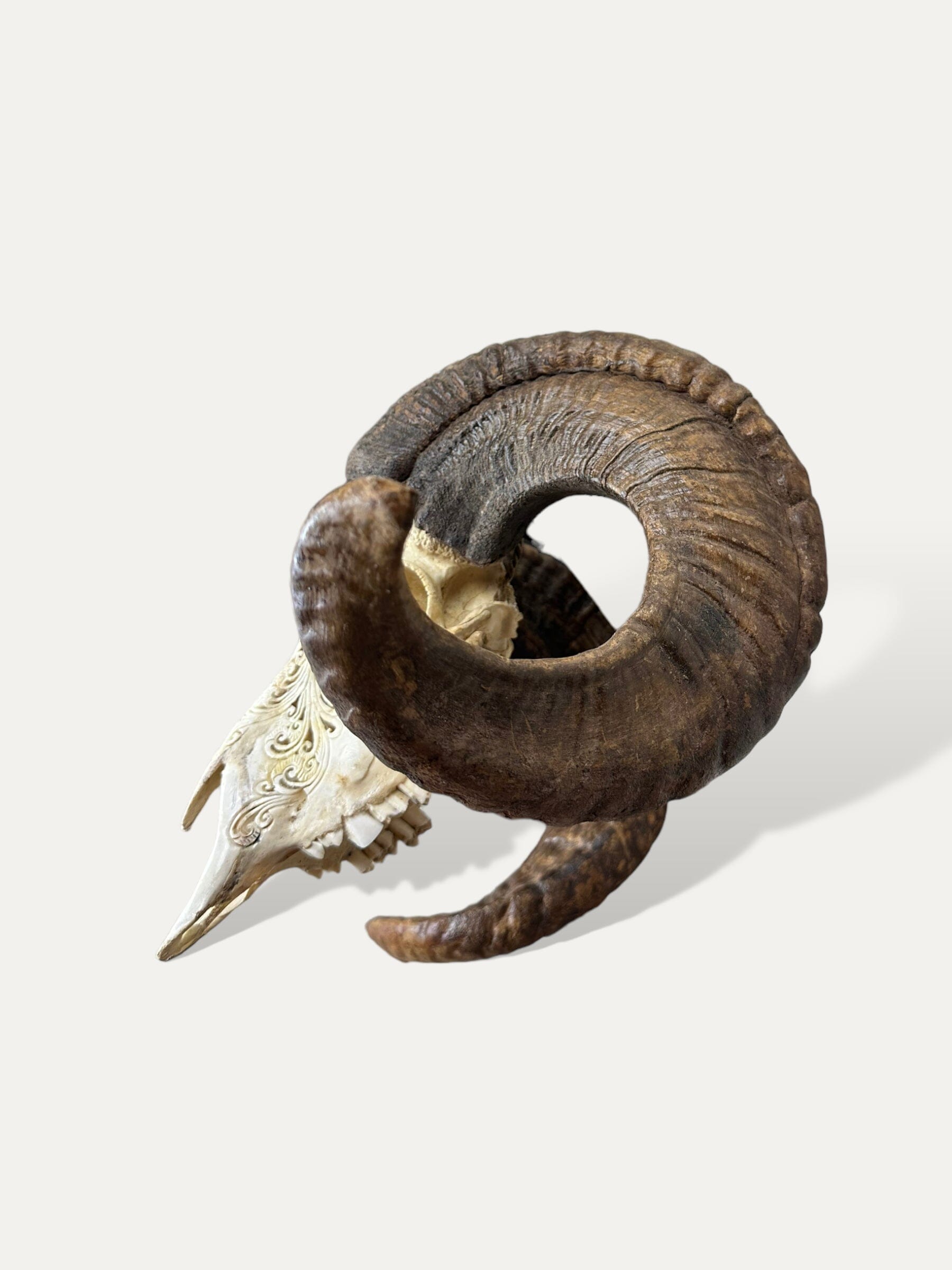 Crâne de bouc sculpté - Lotus serenity Cokoha