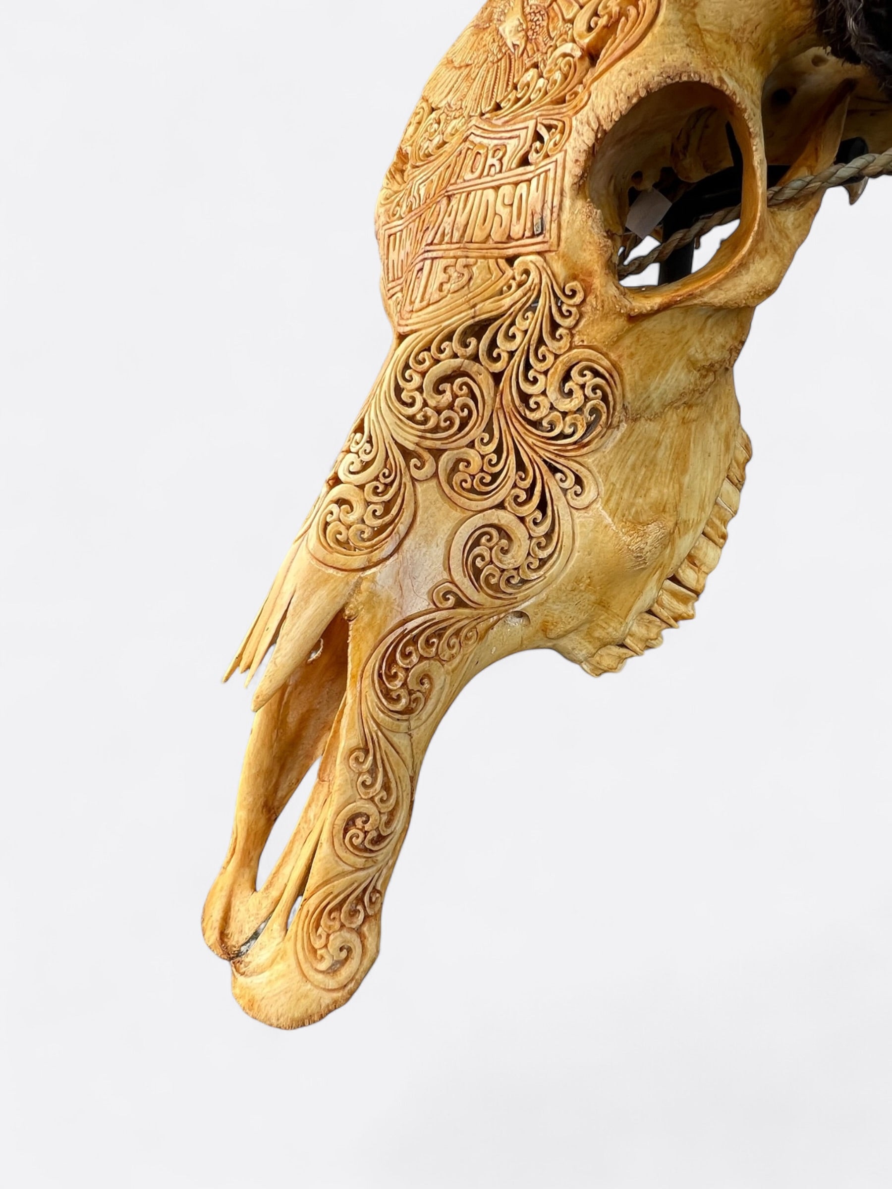 Crâne de buffle jaune XL sculpté à la main – Fatboy