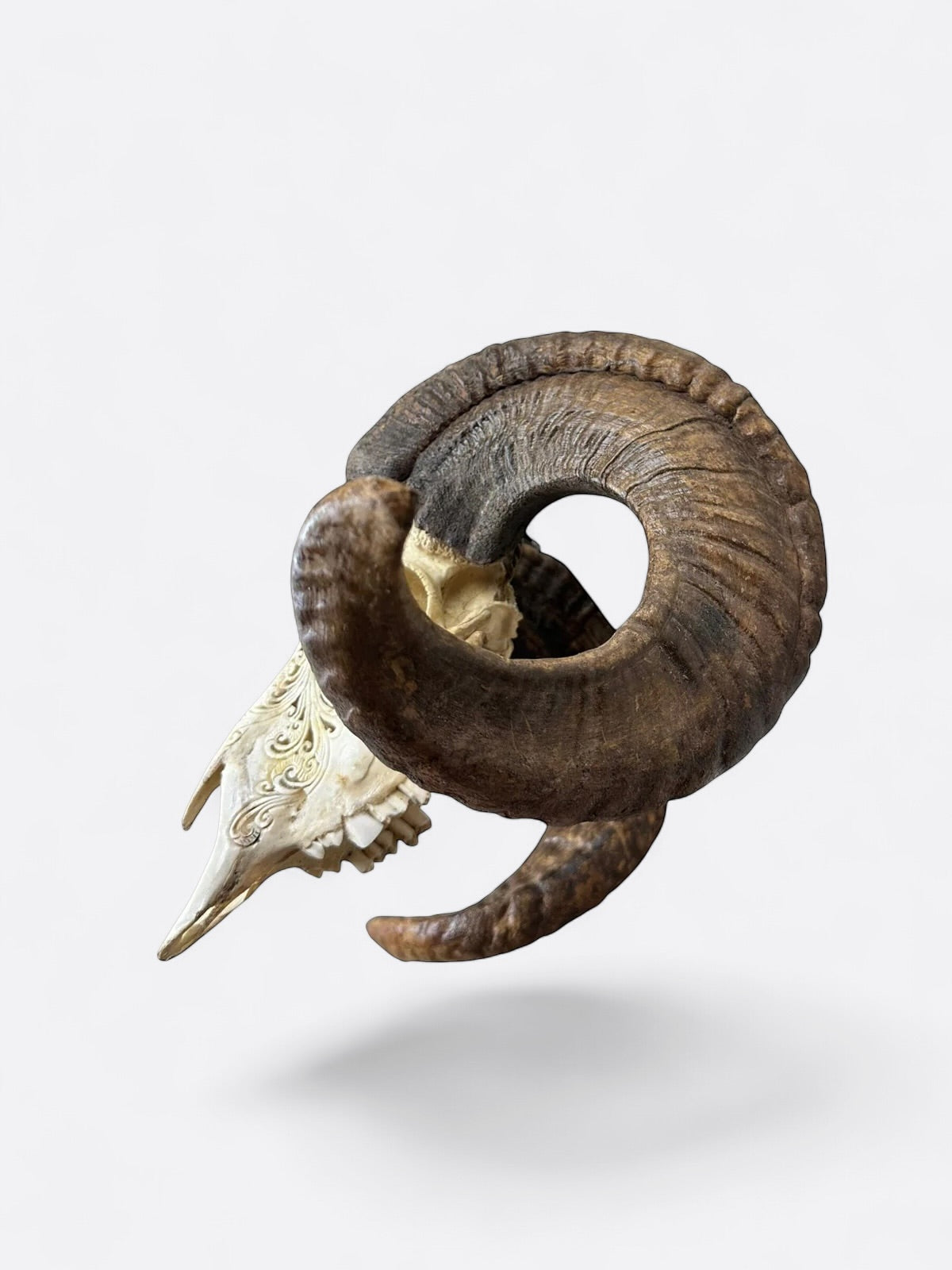 crane de bouc sculpté a la main a Bali décoration intérieure