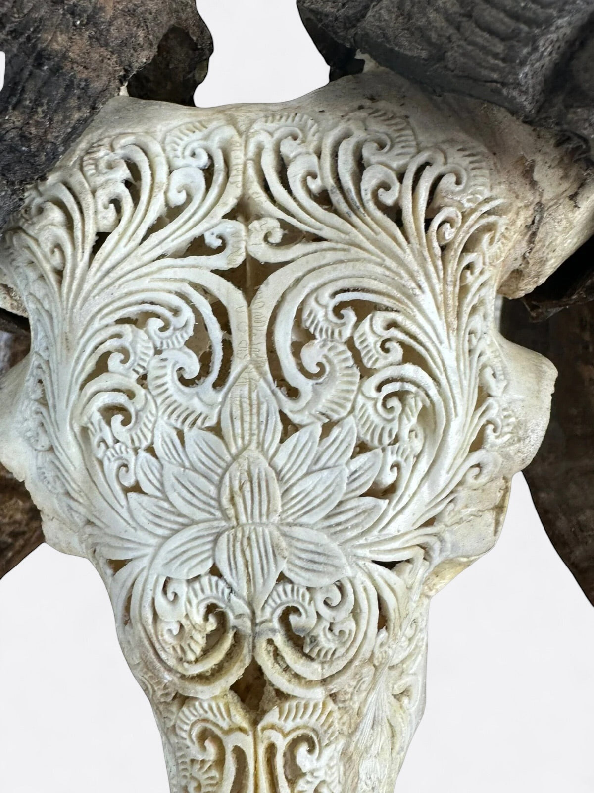 Crâne de bouc sculpté à la main - Lotus serenity