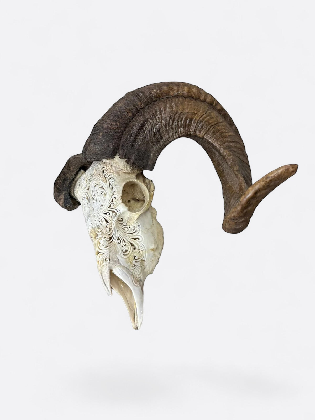 Crâne de bouc sculpté à la main - Lotus serenity