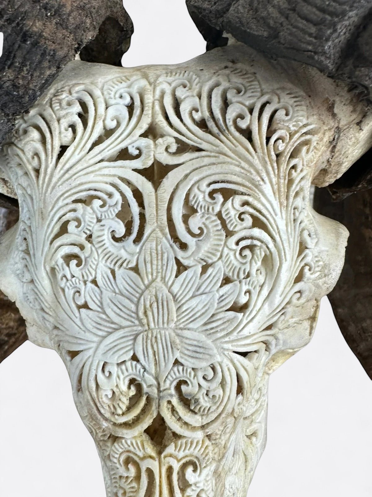 Détail de la gravure de lotus sur le crâne de bouc Lotus Serenity