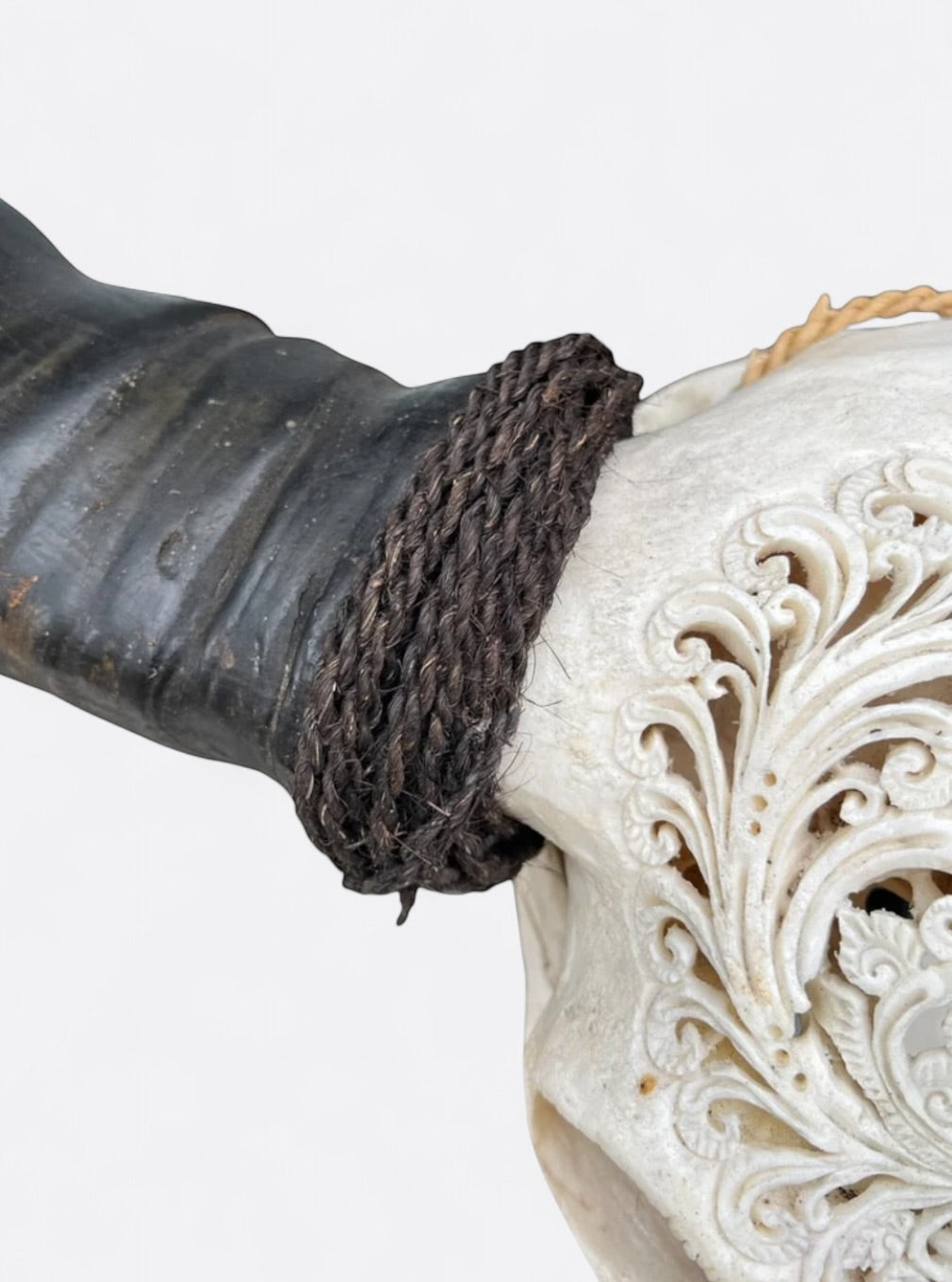 Crâne de buffle blanc sculpté à la main – Nova