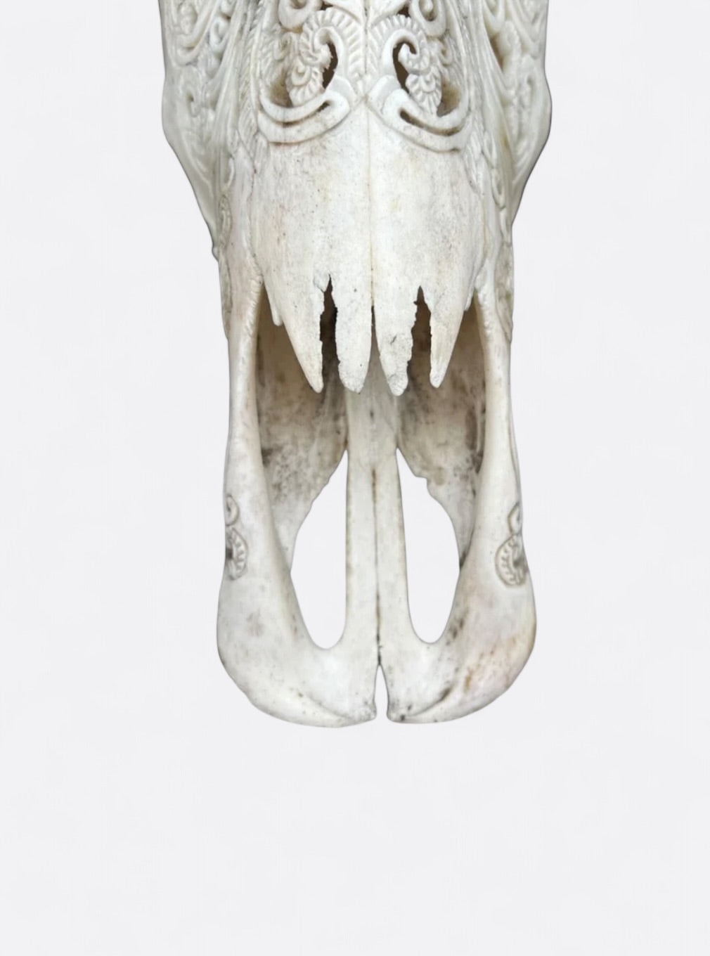 Crâne de buffle blanc sculpté à la main – Nova