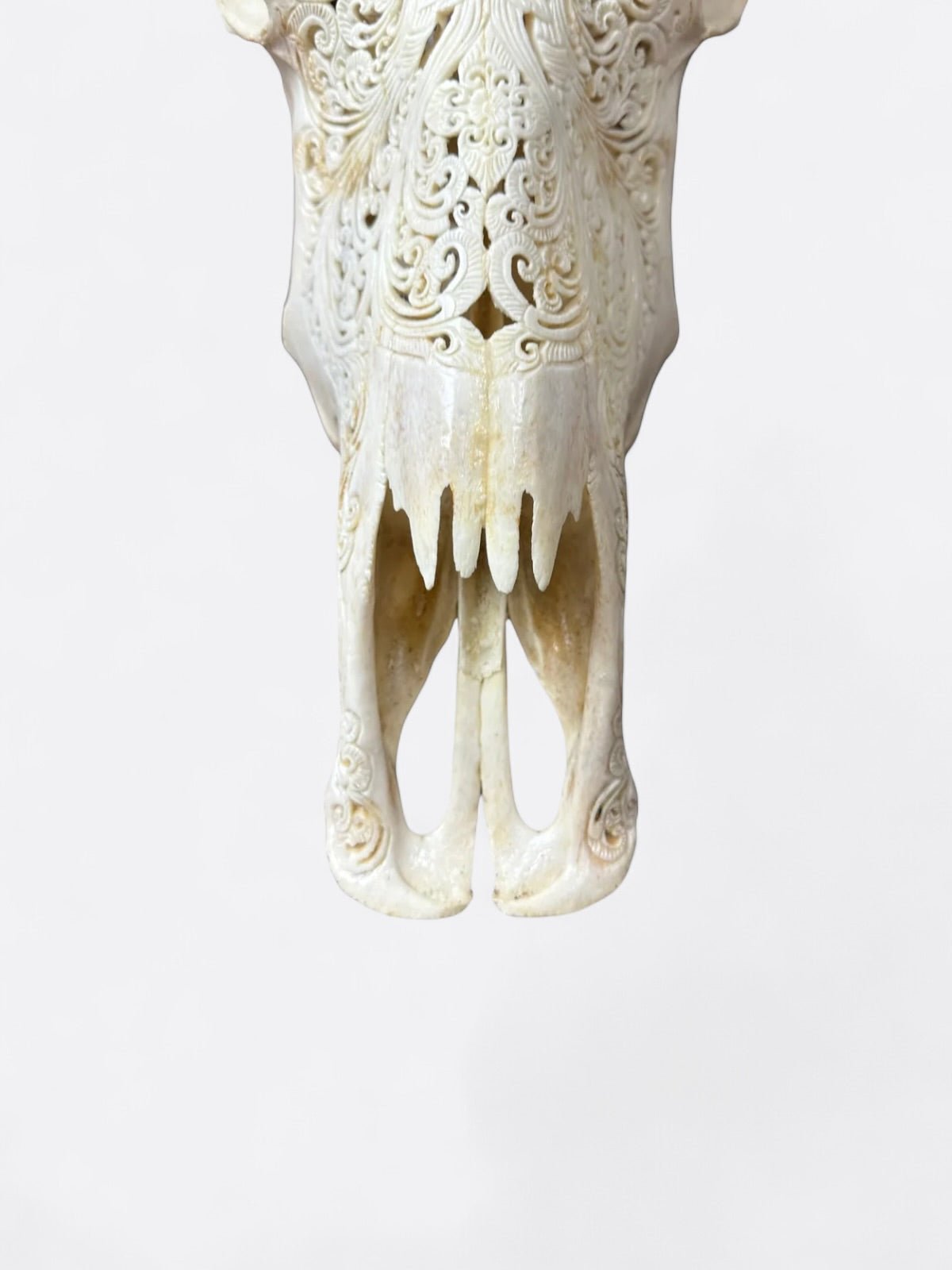 Détail des cornes véritables du crâne de buffle Lebah