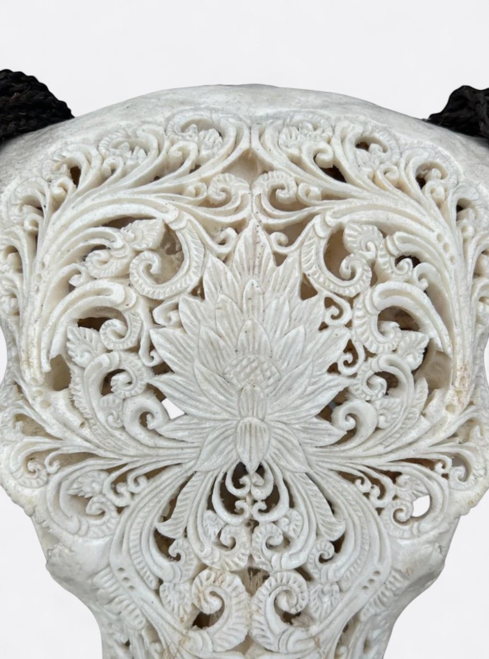 Détail de la gravure de lotus sur le crâne de buffle Nova