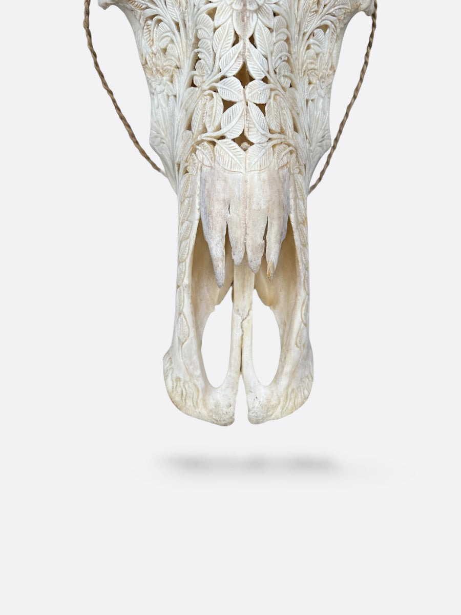 Crâne de buffle cornes sculptées - Sakti