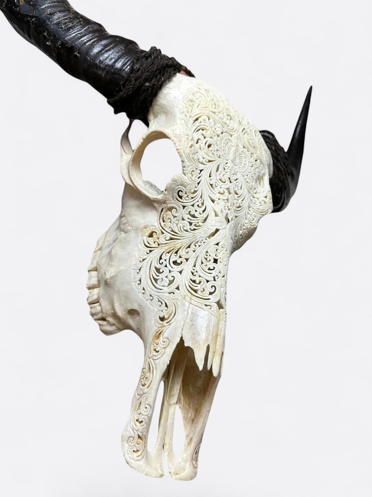 Crâne de buffle blanc sculpté à la main – Lebah