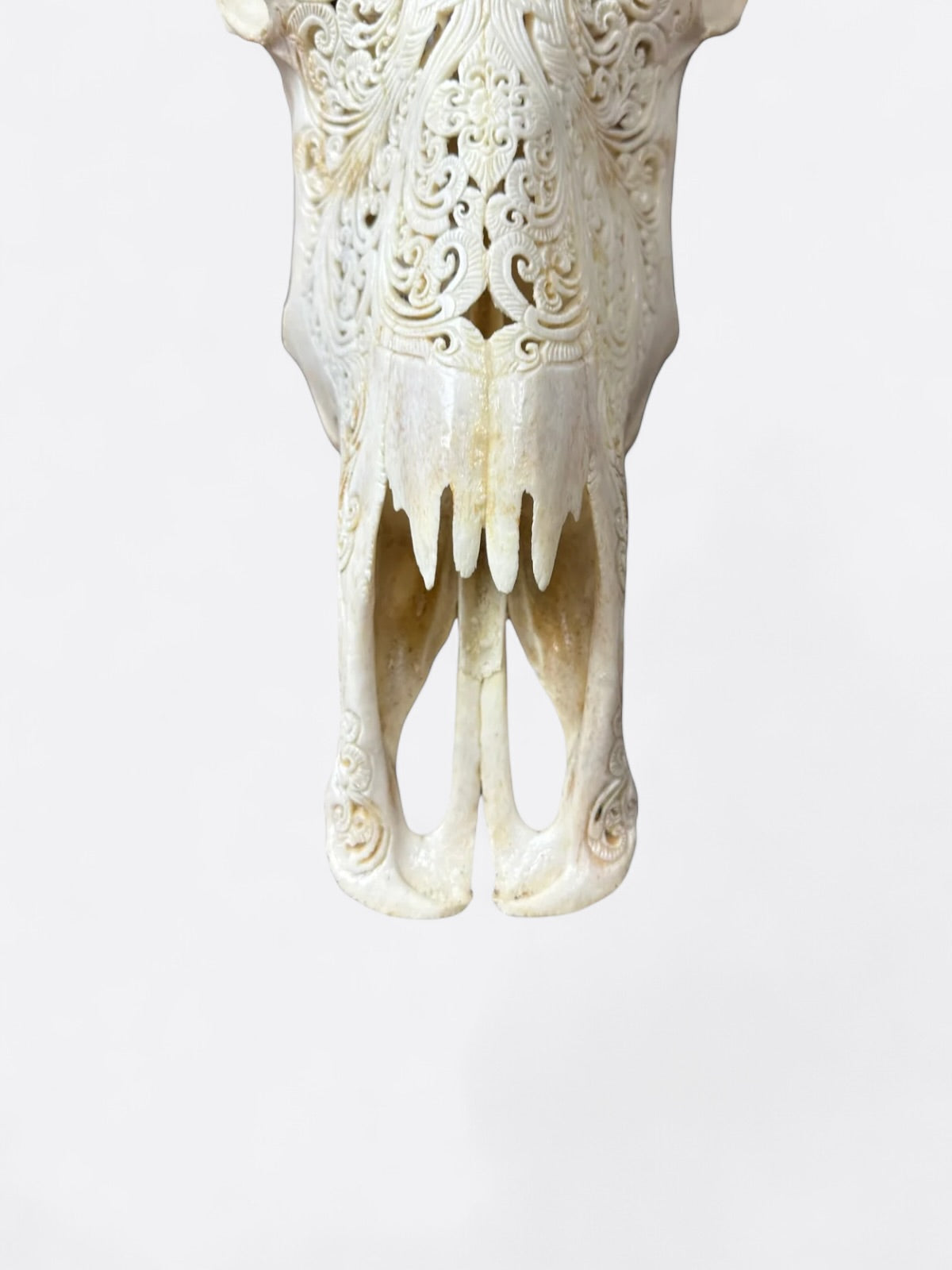 Crâne de buffle blanc sculpté à la main – Lebah