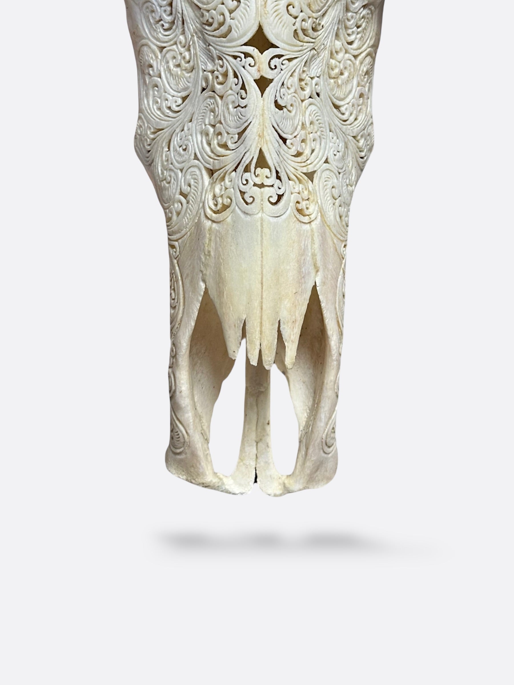 Crâne de buffle sculpté XL - Lotus mystique