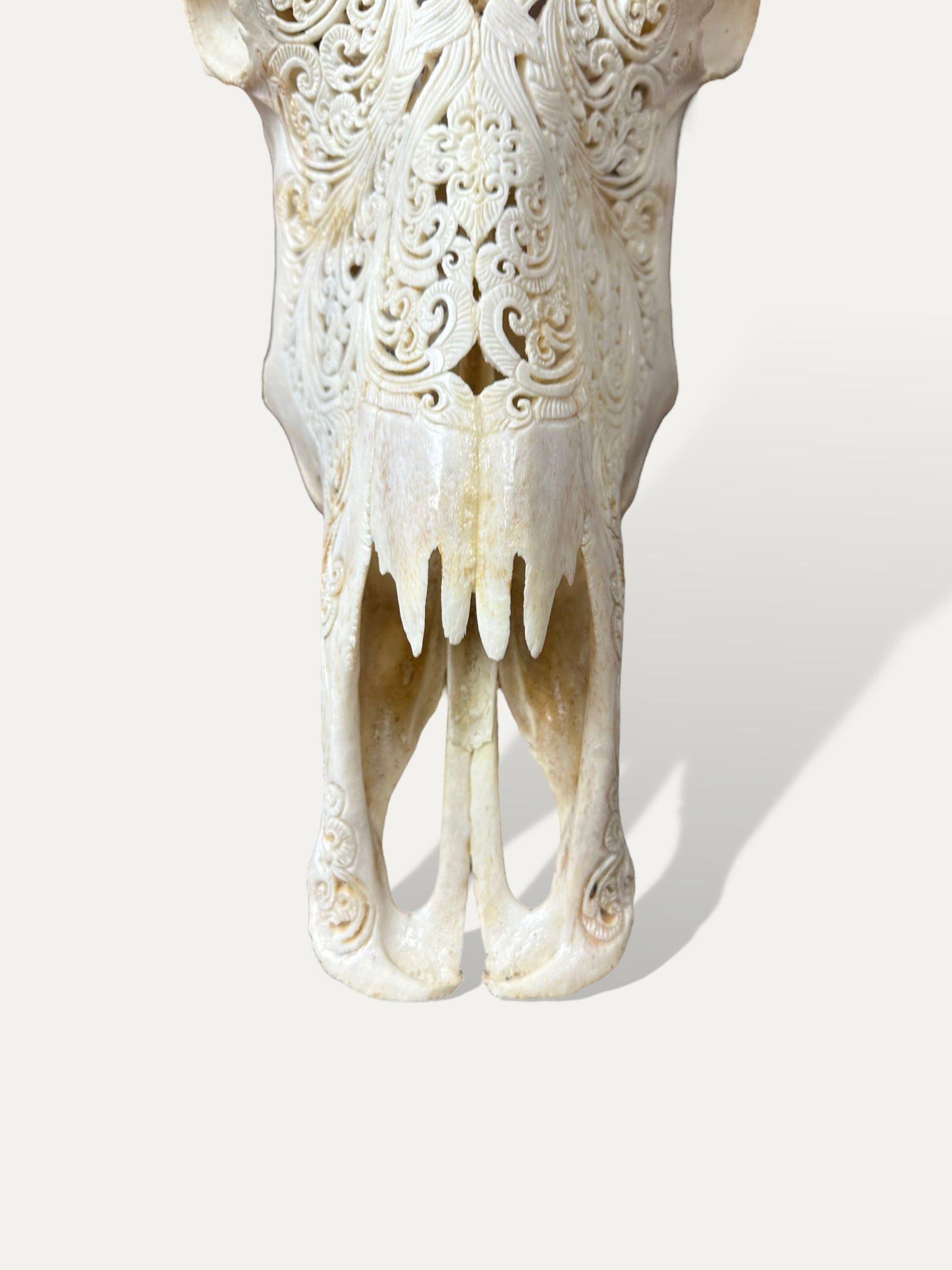 COKOHA Crâne de buffle sculpté - Lebah
